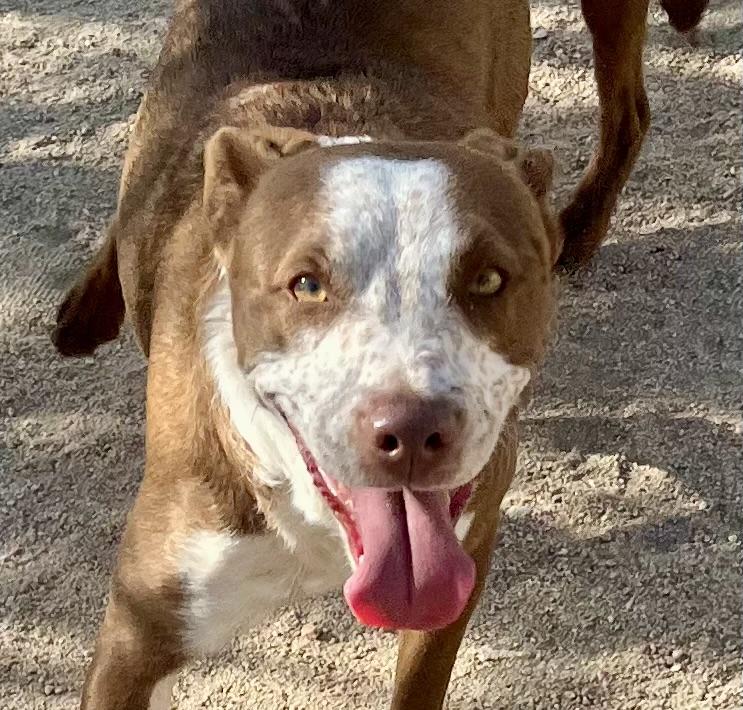 Taco, Young Male Cattle Dog