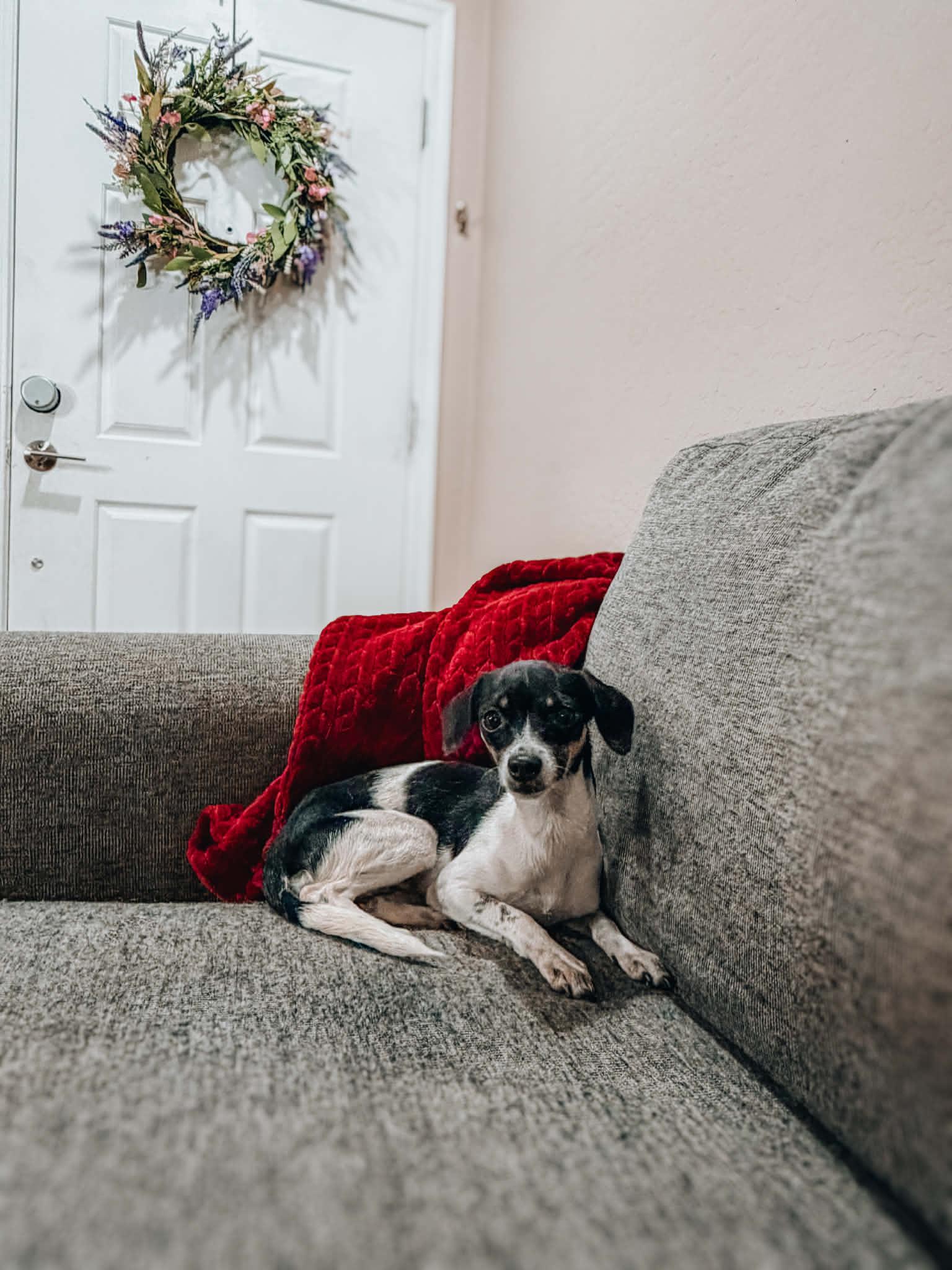 Kate, Adoptable, Young Female Rat Terrier & Chihuahua.