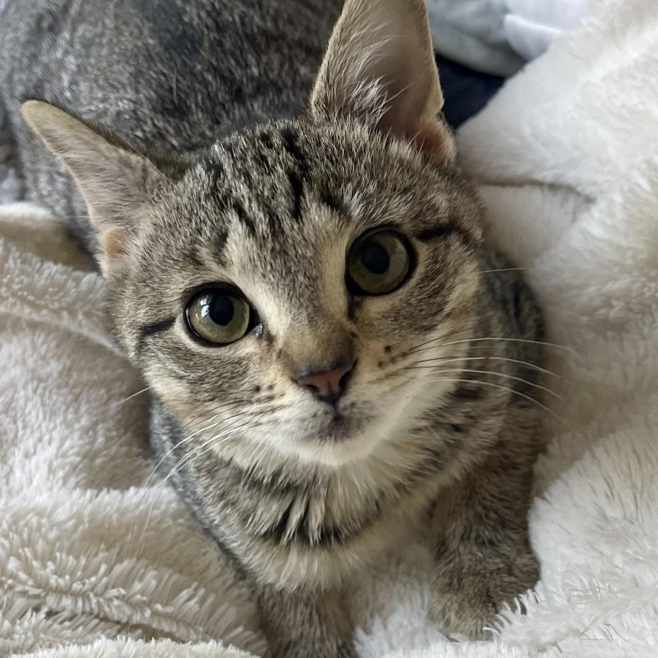 Bristol, a ADOPTABLE mixed breed in Racine, WI image 2/6