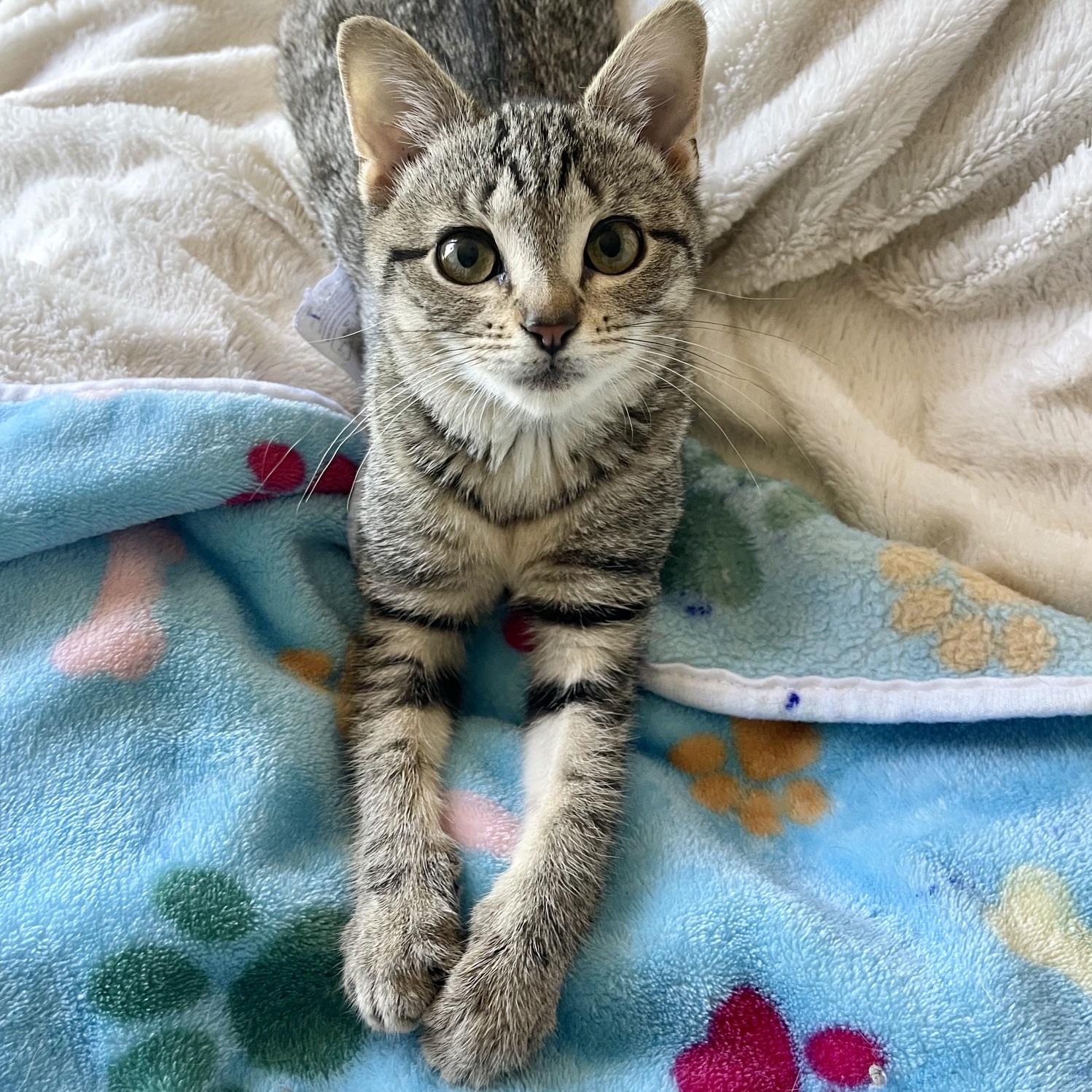 Bristol, a ADOPTABLE mixed breed in Racine, WI image 4/6