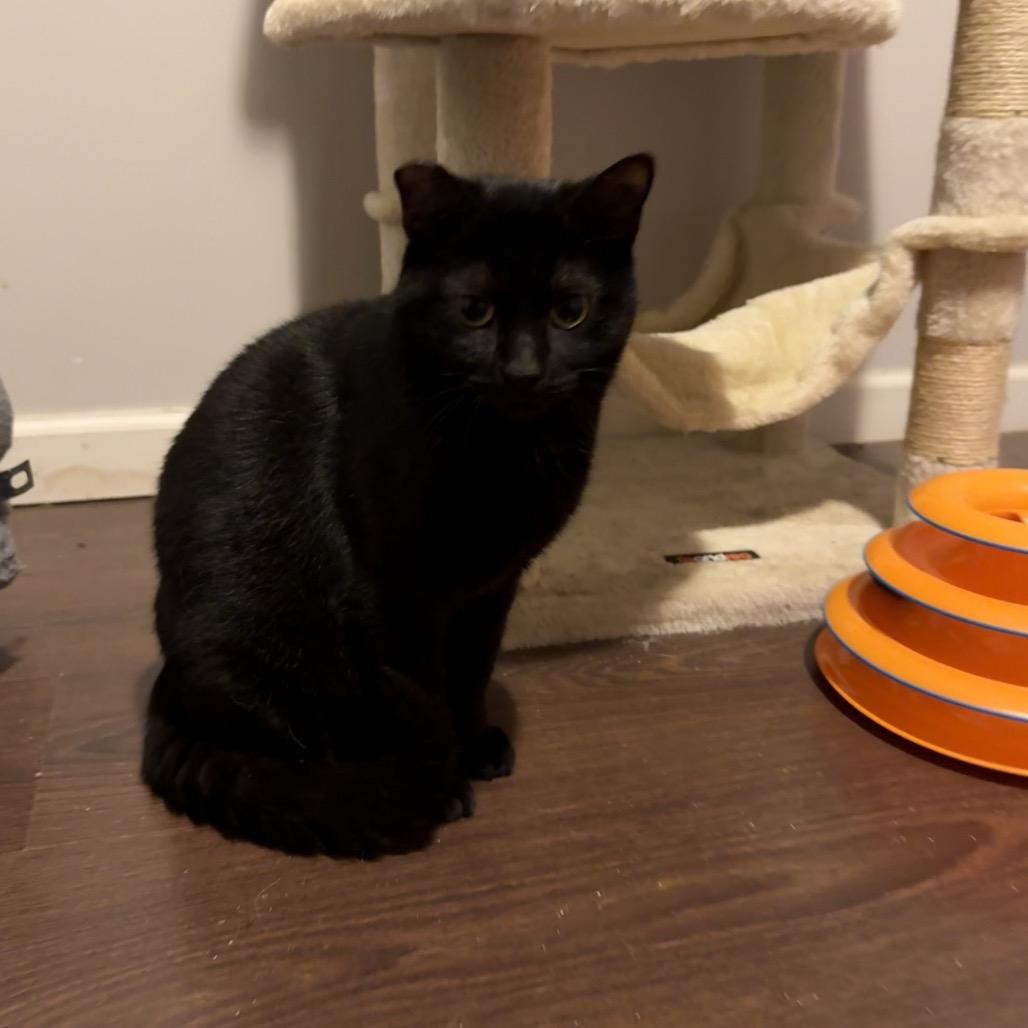 Mum, Adoptable, Young Female Domestic Short Hair.