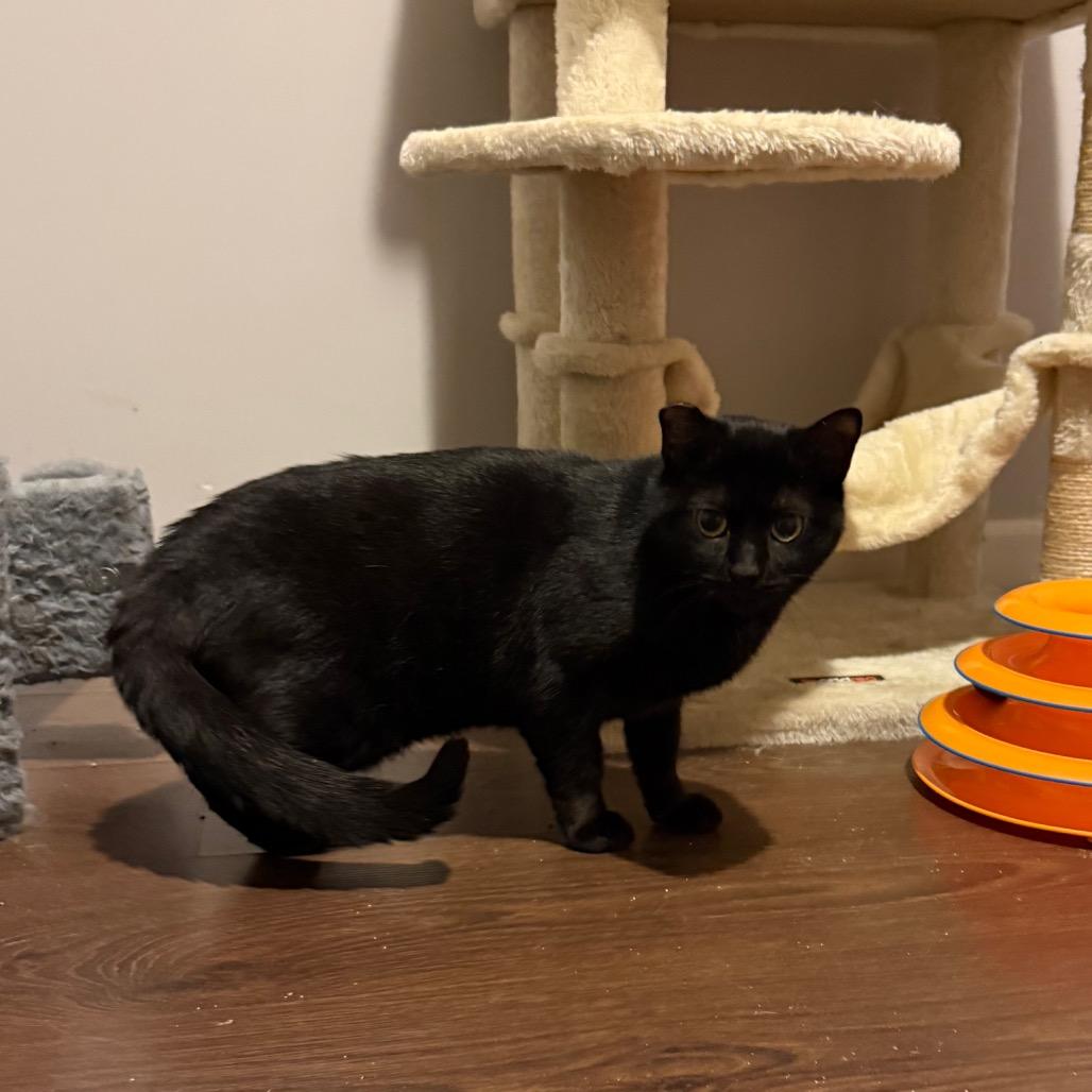 Enlarge Mum, a Adoptable Domestic Short Hair in Hedgesville, WV image 2/3