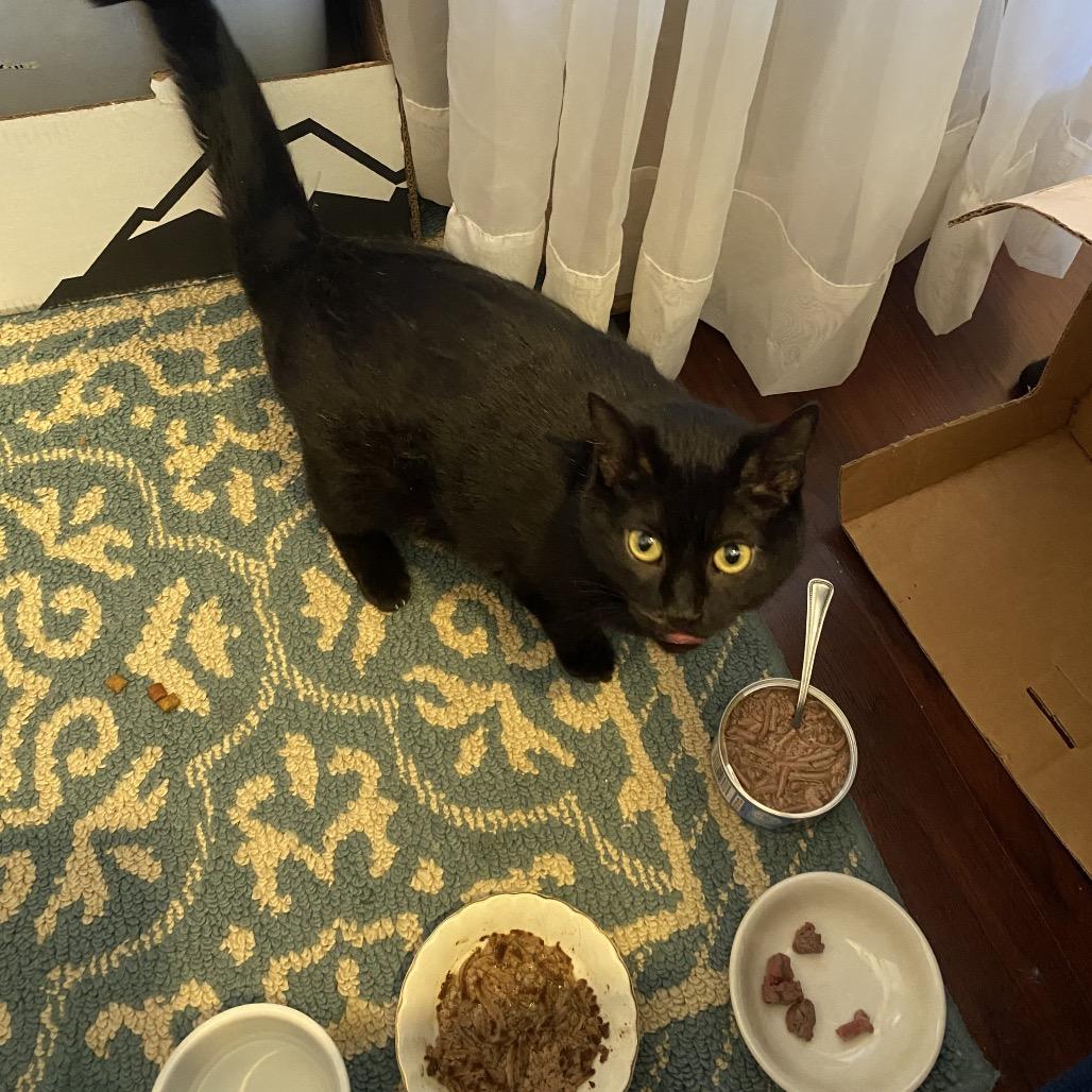 Mum, Adoptable, Young Female Domestic Short Hair.