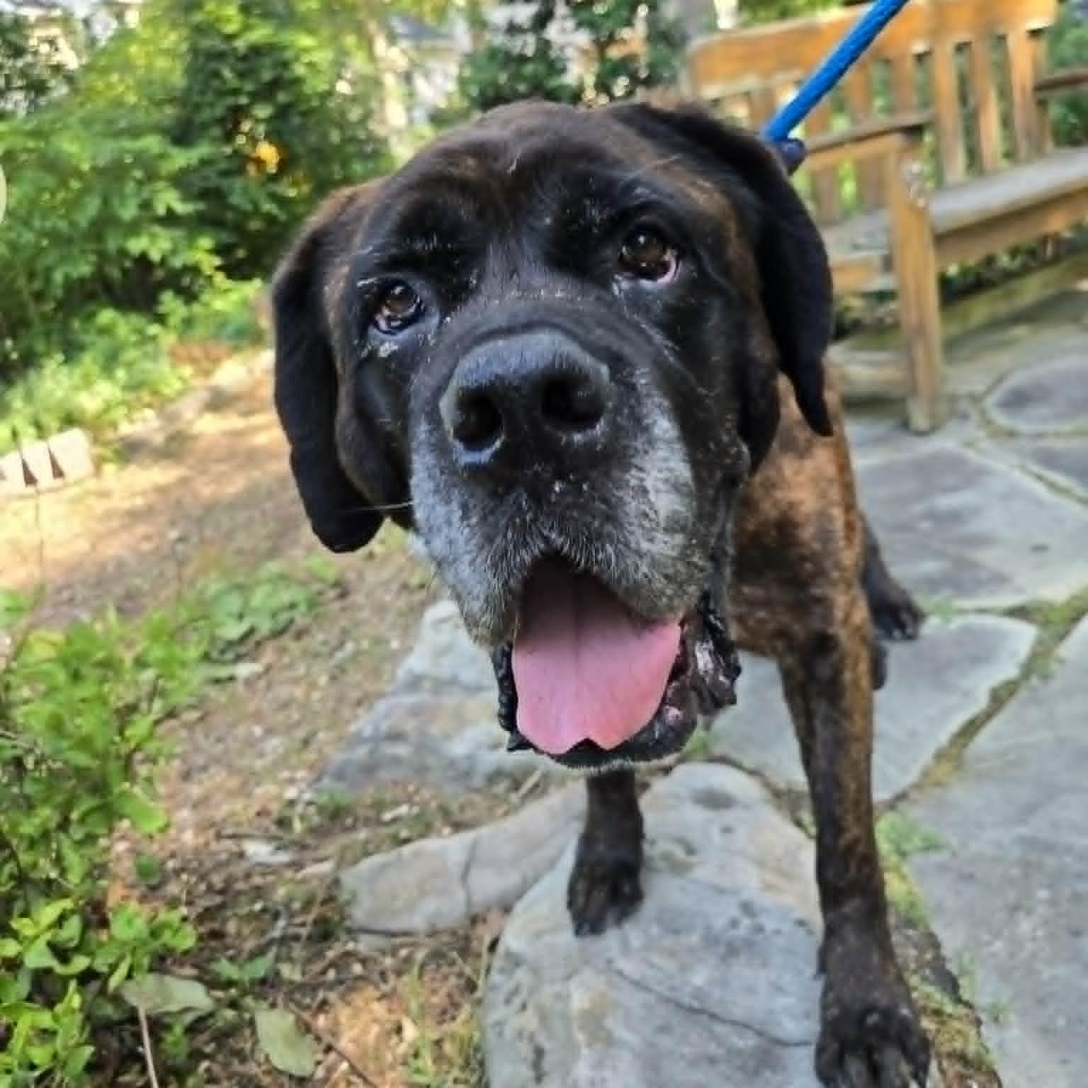 Lady Abigail, ADOPTABLE, Senior Female Mastiff.