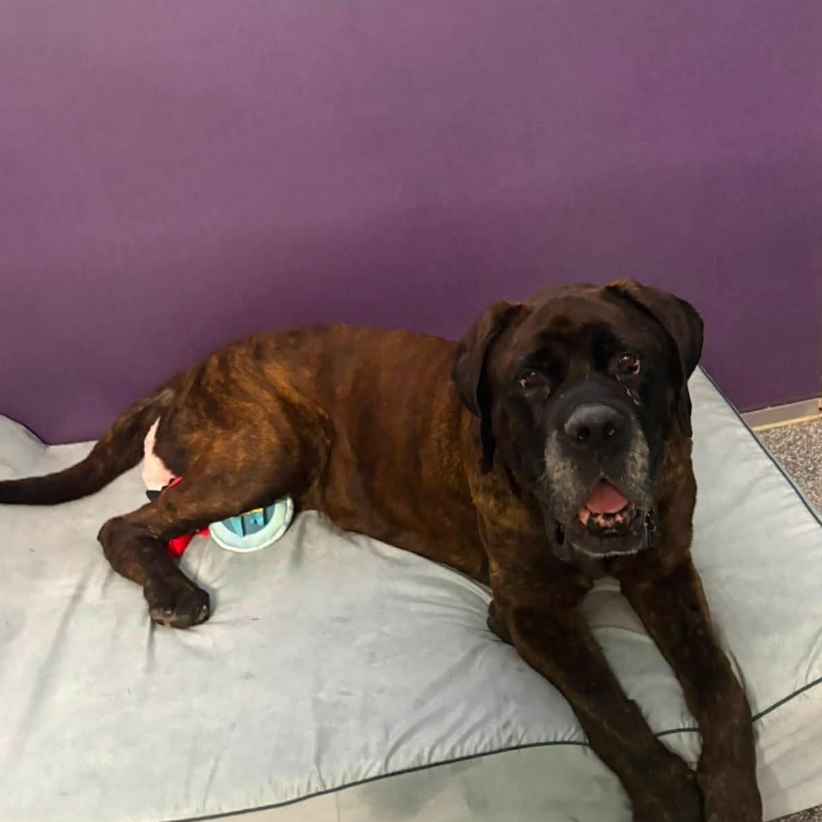 Enlarge Lady Abigail, a ADOPTABLE Mastiff in Severn, MD image 2/3
