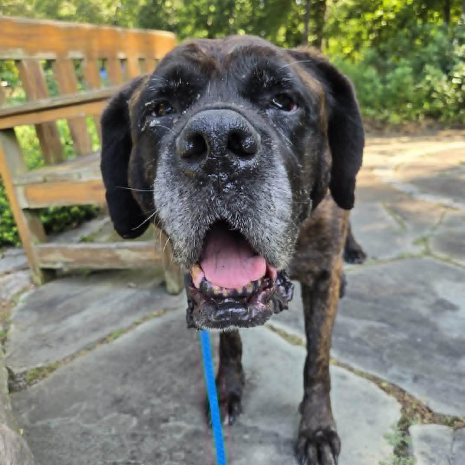 Enlarge Lady Abigail, a ADOPTABLE Mastiff in Severn, MD image 3/3