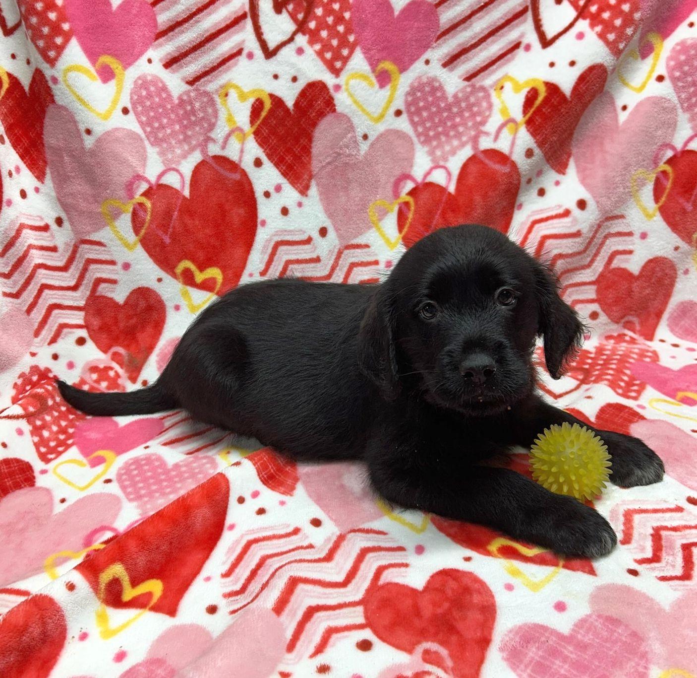 Enlarge DEREK (Ohiosdrescue@gmail.com), an adopted mixed breed in Elyria, OH image 3/4