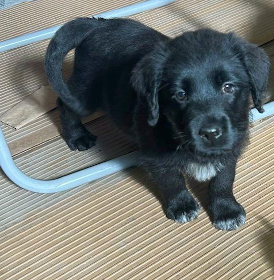 Enlarge DEREK (Ohiosdrescue@gmail.com), an adopted mixed breed in Elyria, OH image 4/4