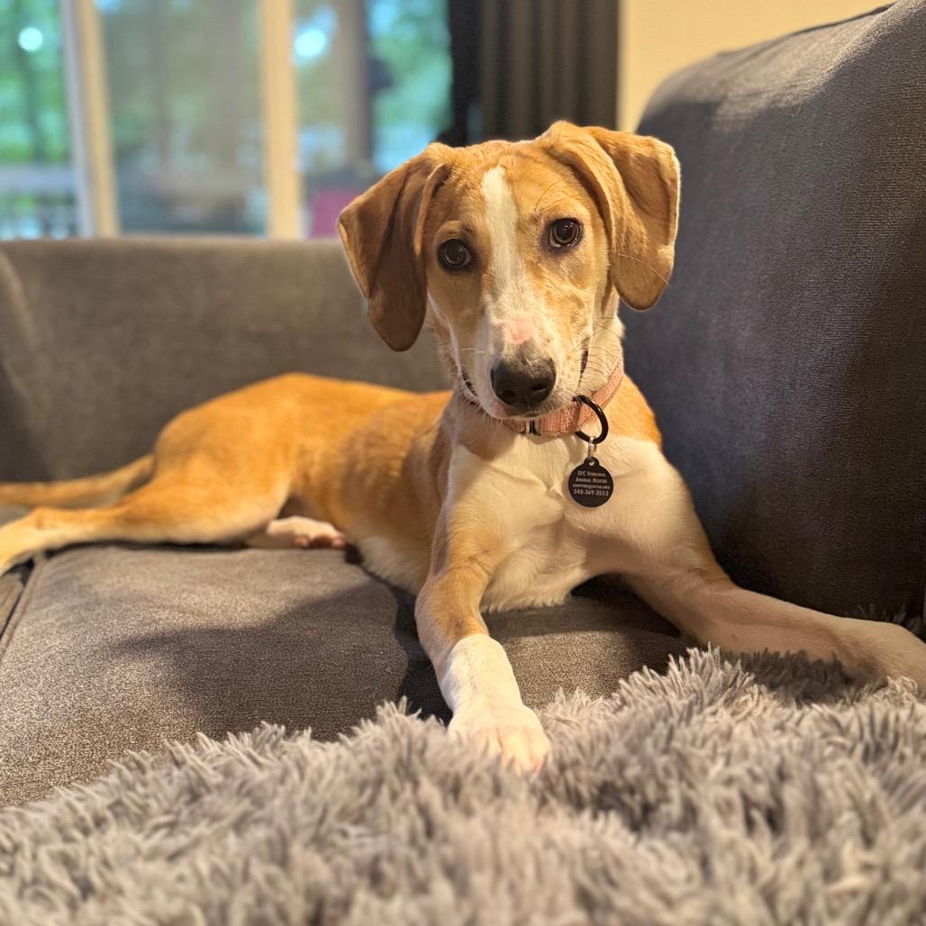 Teenage Kicks, Adoptable, Puppy Female Hound & Mixed Breed.