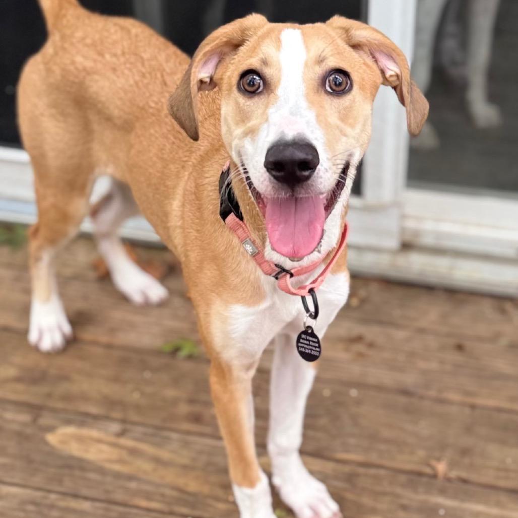 Enlarge Teenage Kicks, a Adoptable mixed breed in Fredericksburg, VA image 2/4