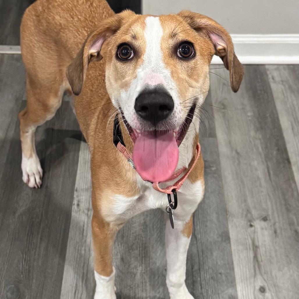 Enlarge Teenage Kicks, a Adoptable mixed breed in Fredericksburg, VA image 3/4