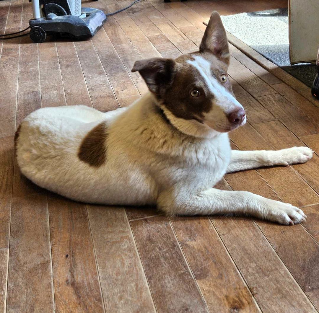 Nora, a Adoptable mixed breed in Falls Church, VA image 2/6