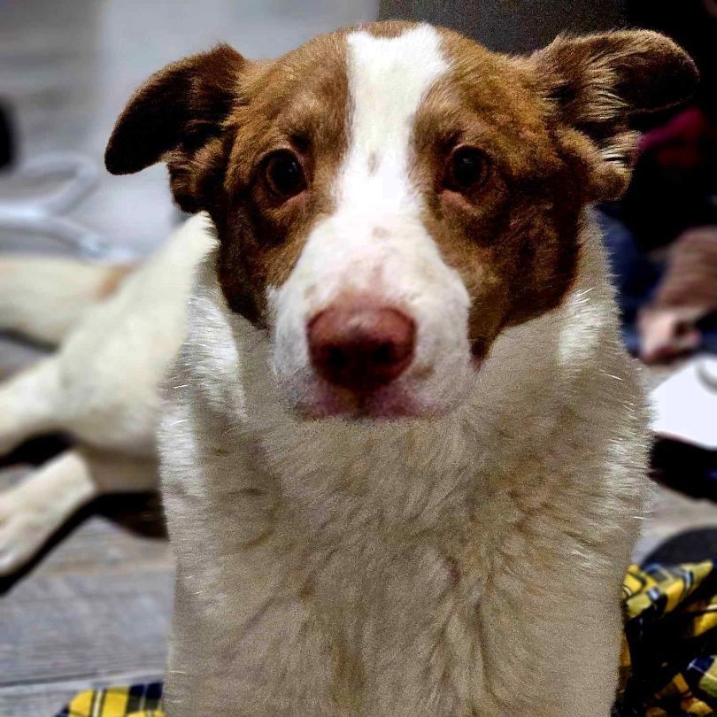 Nora, a Adoptable mixed breed in Falls Church, VA image 3/6