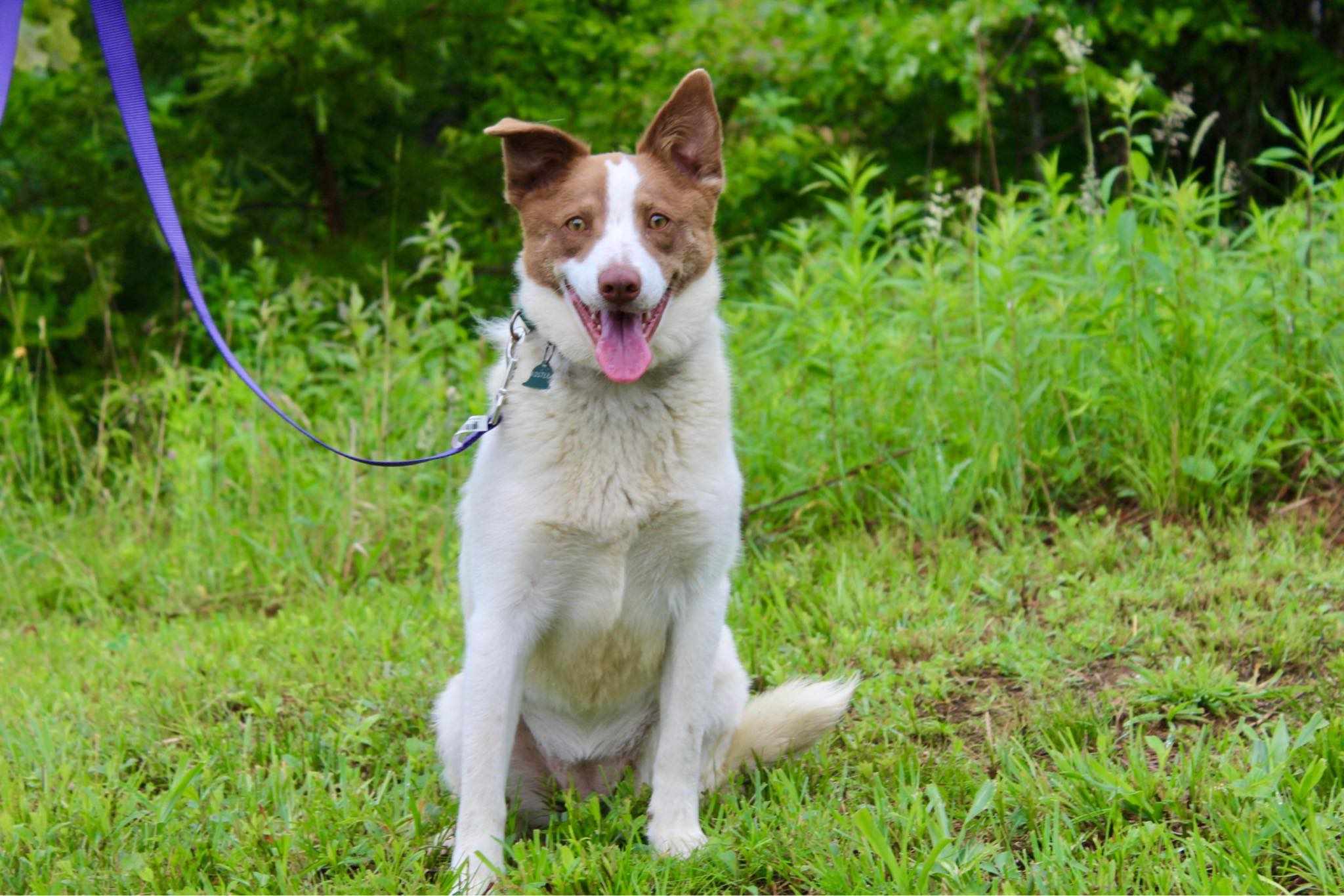 Nora, a Adoptable mixed breed in Falls Church, VA image 5/6