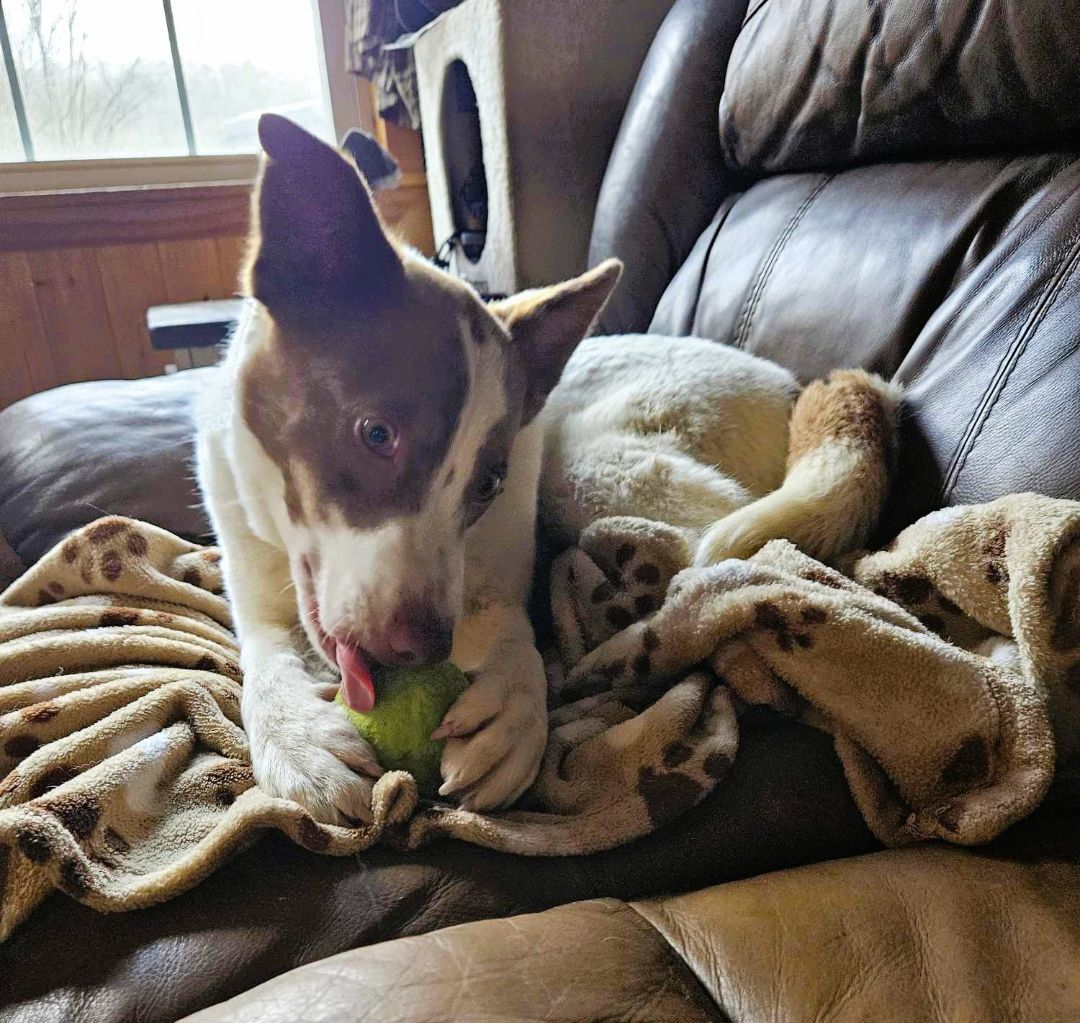 Nora, a Adoptable mixed breed in Falls Church, VA image 4/6