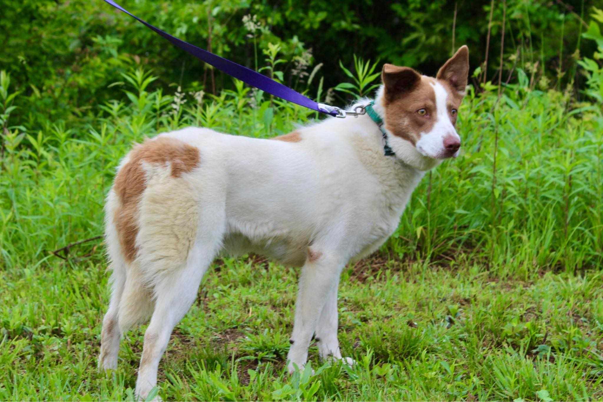Nora, a Adoptable mixed breed in Falls Church, VA image 6/6