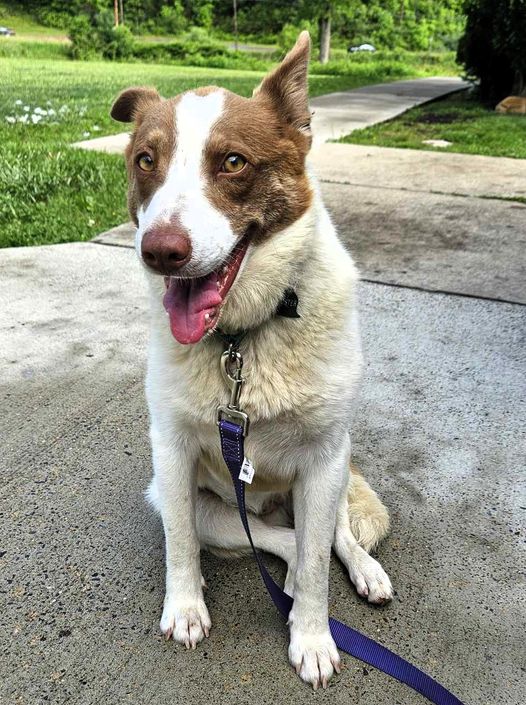 Nora, a Adoptable mixed breed in Falls Church, VA image 1/6