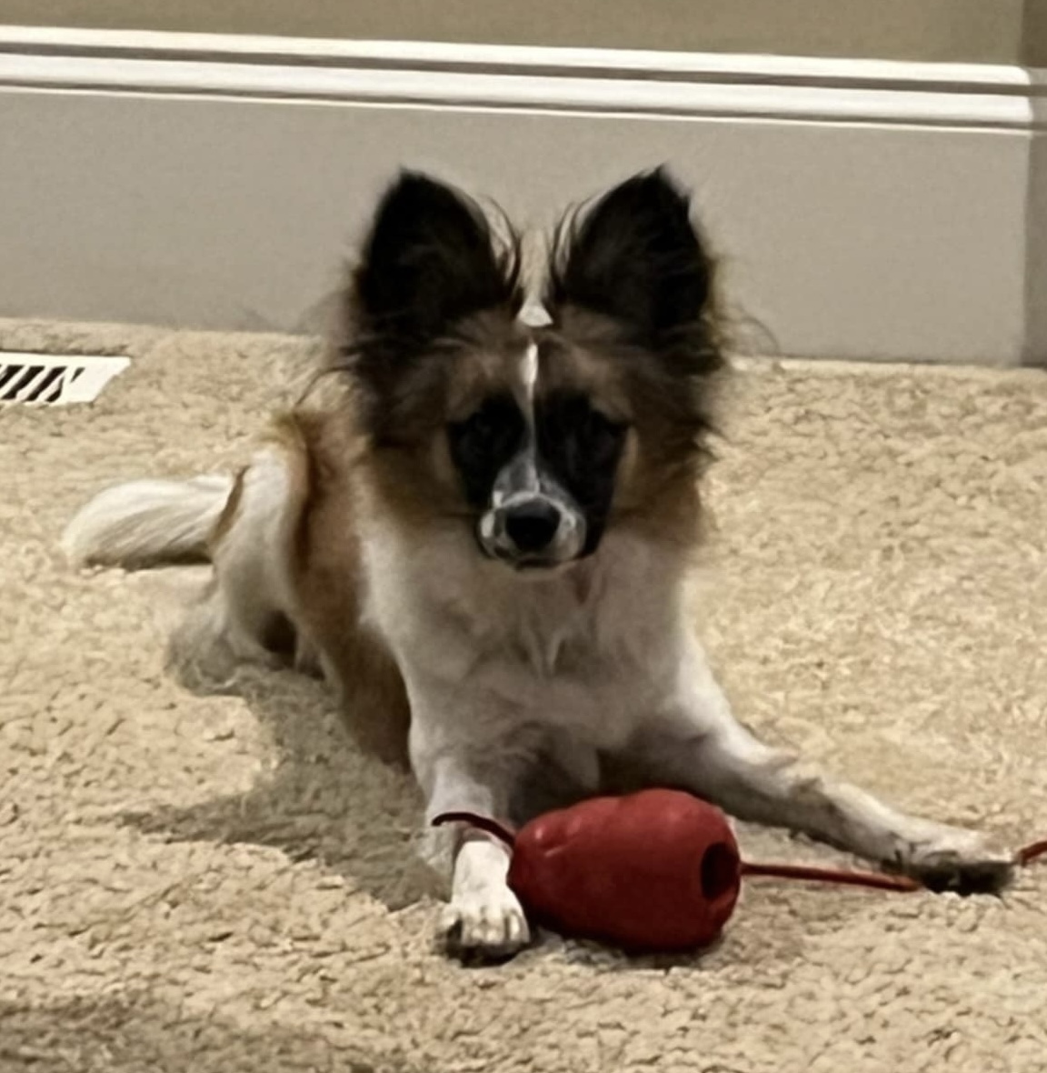 Dog for adoption Rip, a Papillon in Rockaway, NJ Petfinder