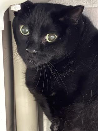Enlarge Moto-Moto, a Adoptable Domestic Short Hair in Cobourg, ON image 1/1
