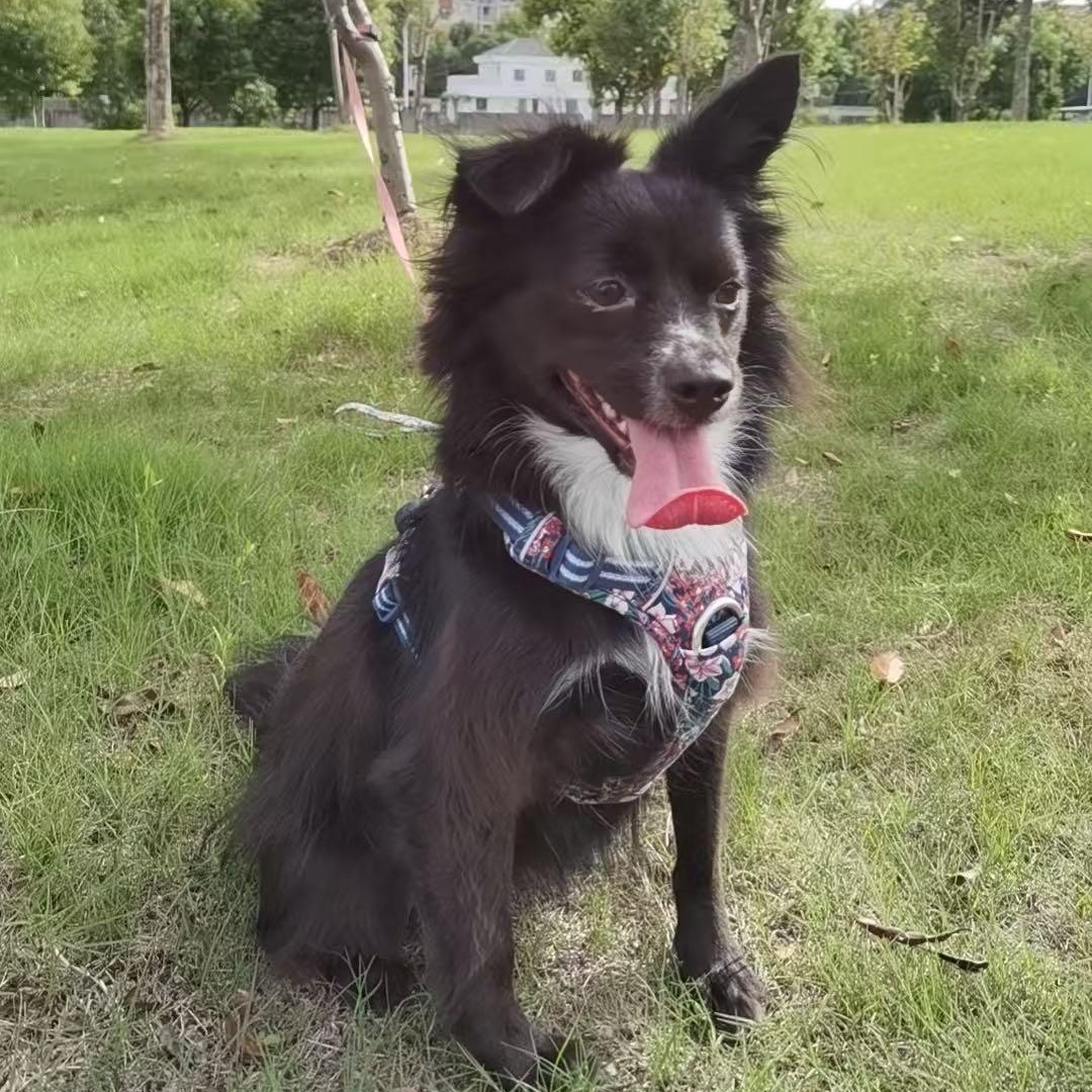 Luby, a Adoptable Mixed Breed in Markham, ON image 4/6