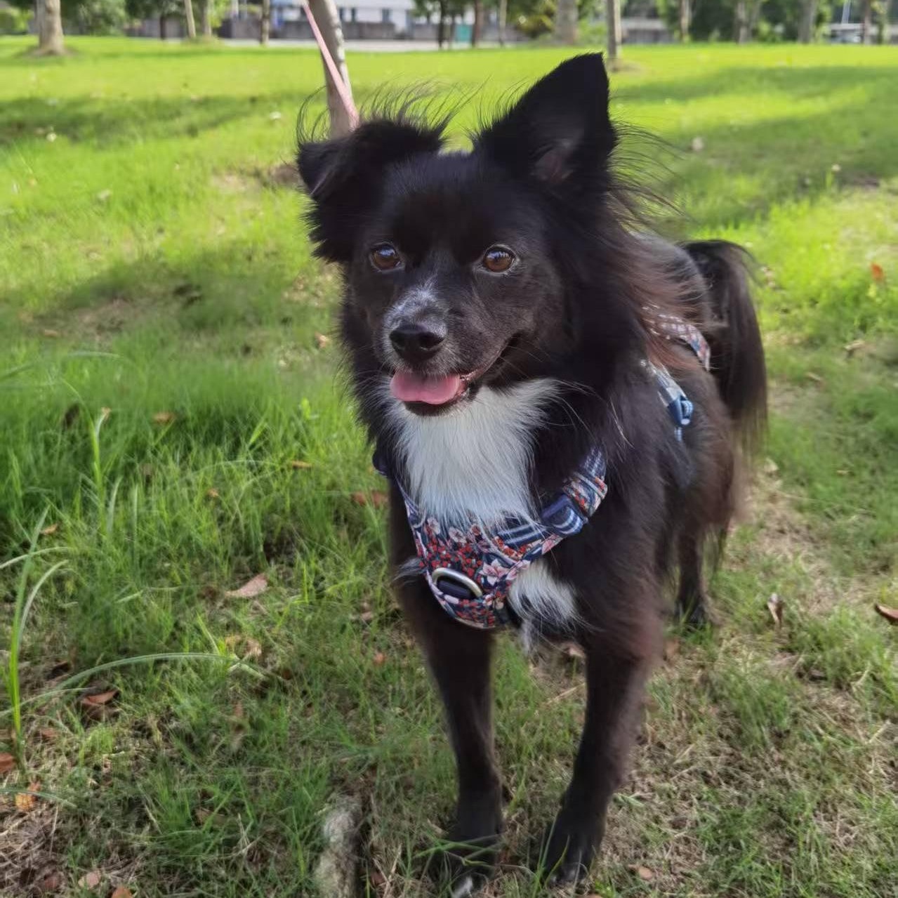 Luby, a Adoptable Mixed Breed in Markham, ON image 2/6