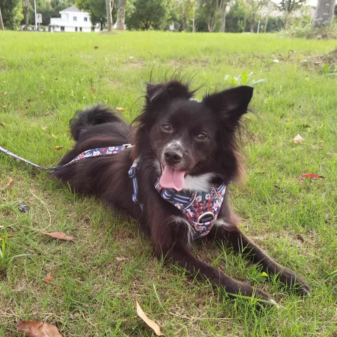 Luby, a Adoptable Mixed Breed in Markham, ON image 6/6