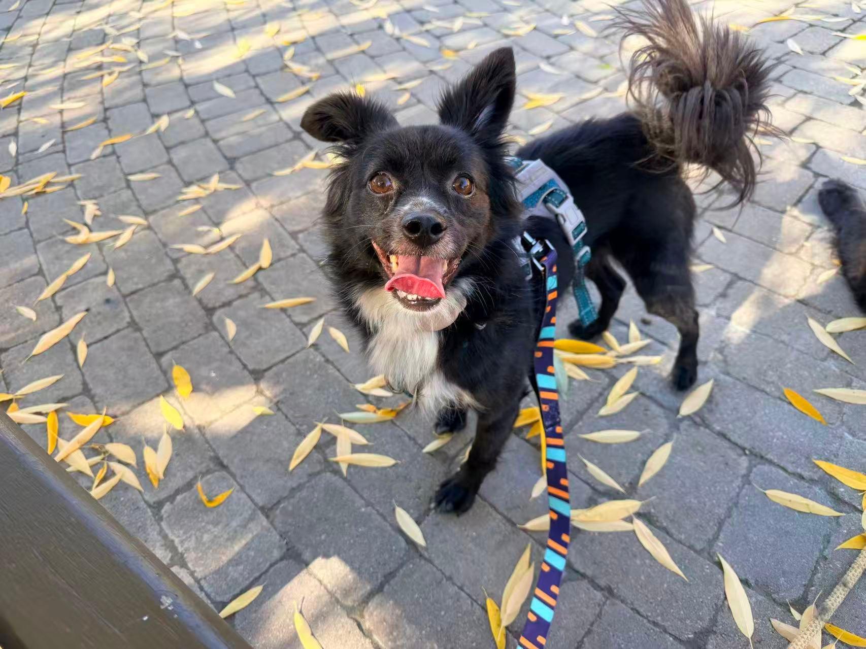 Luby, a Adoptable Mixed Breed in Markham, ON image 3/6