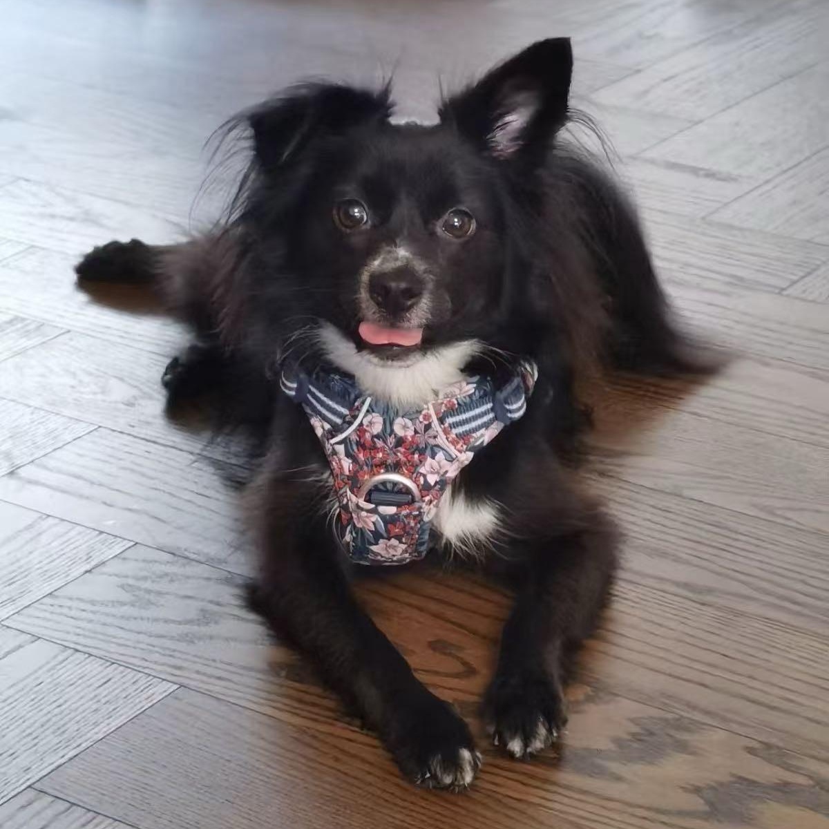 Luby, a Adoptable Mixed Breed in Markham, ON image 1/6