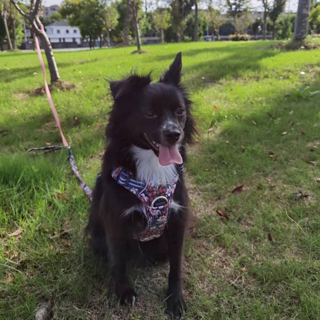 Luby, a Adoptable Mixed Breed in Markham, ON image 5/6
