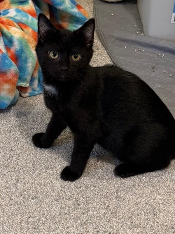 Noir — thumbnail 2