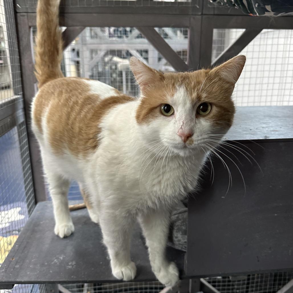 Porchy Pirate — thumbnail 2