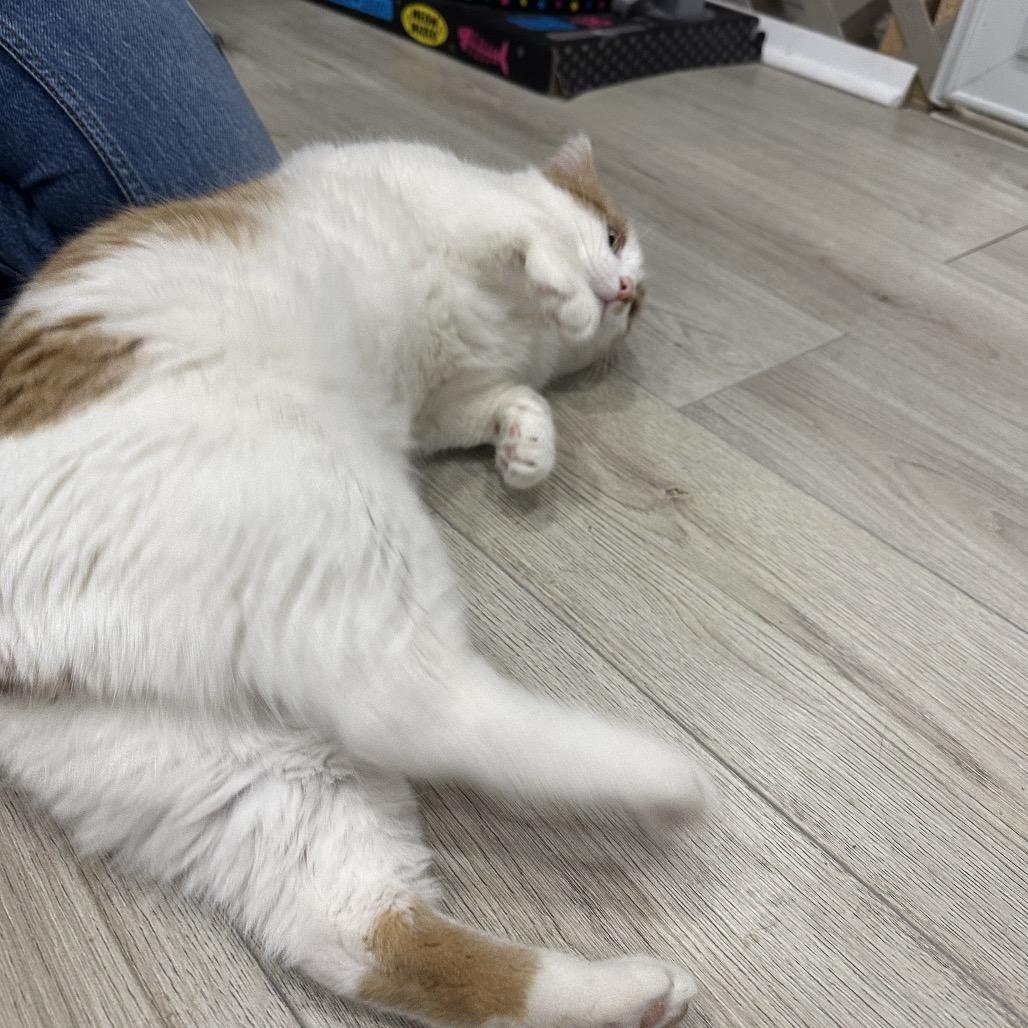 Porchy Pirate — thumbnail 4