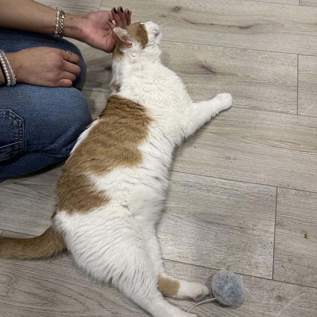 Porchy Pirate — thumbnail 5