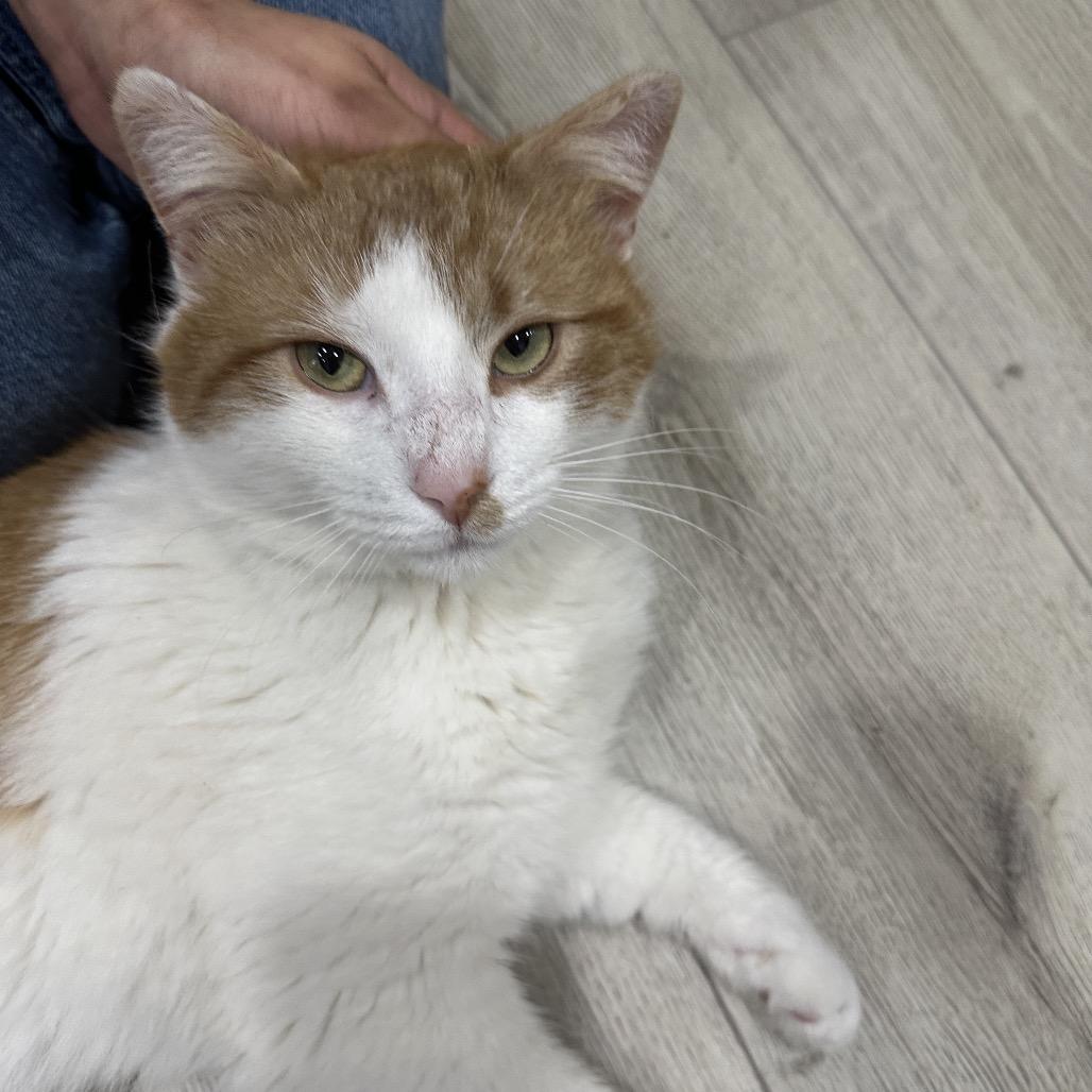 Porchy Pirate — thumbnail 6