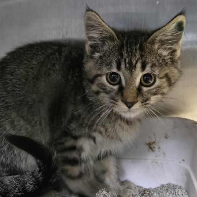 Coco, Adoptable, Young Female Domestic Short Hair.