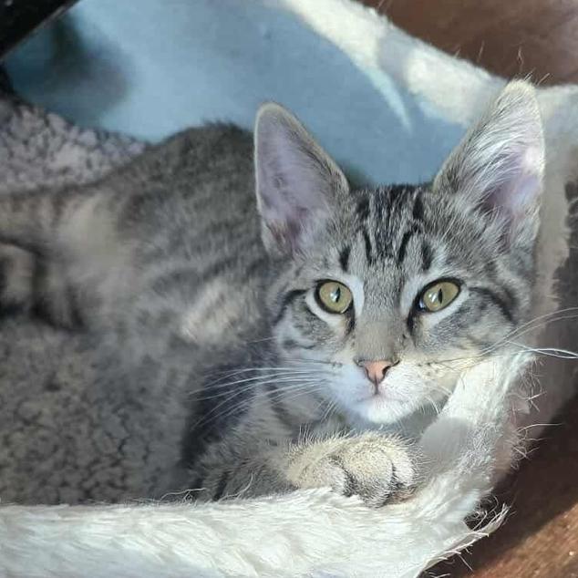 Enlarge Jasper, a Adoptable Domestic Short Hair in LYLE, MN image 1/1