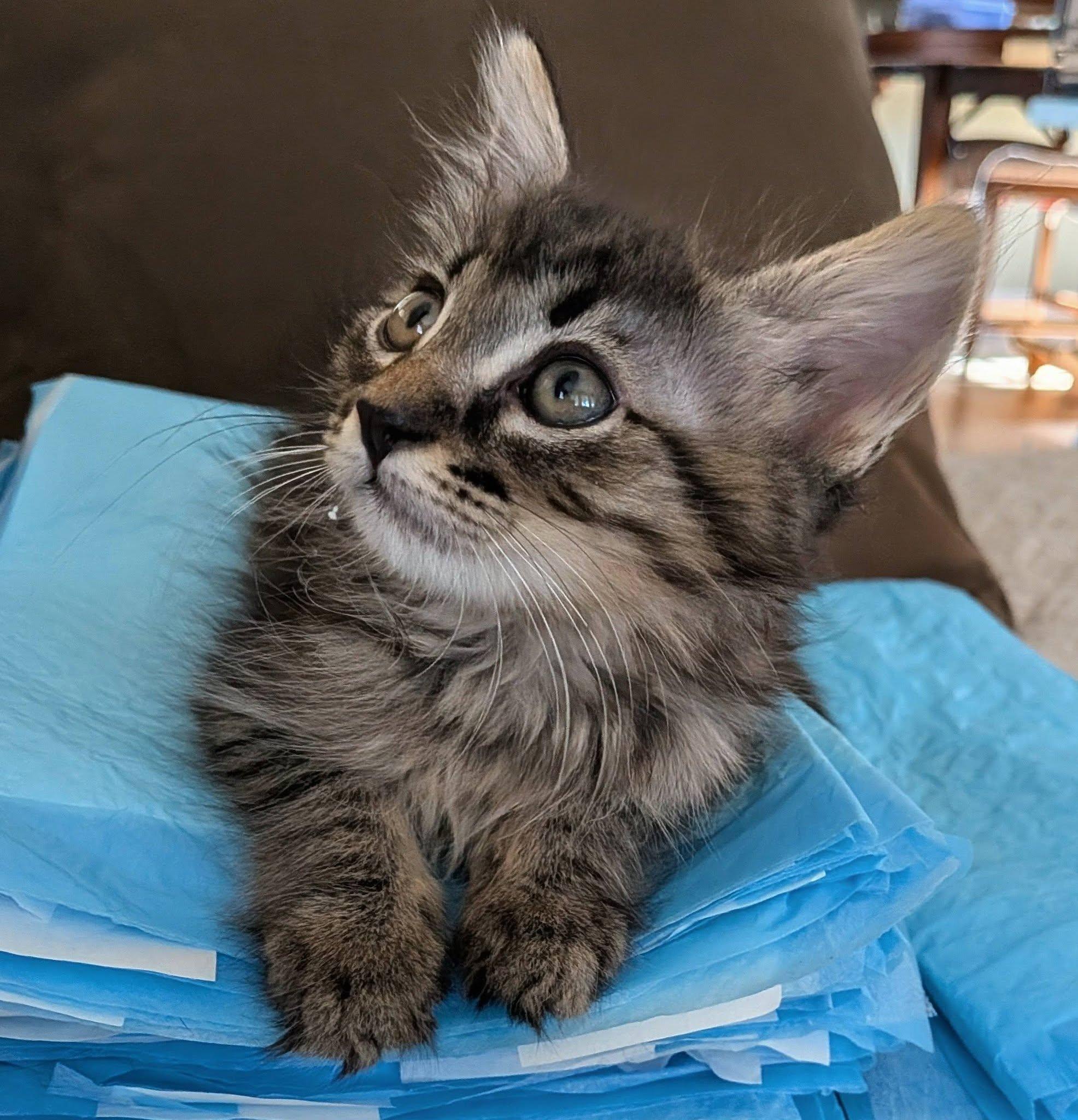 Pistachio, a ADOPTABLE Domestic Medium Hair in Queen Creek, AZ image 2/4