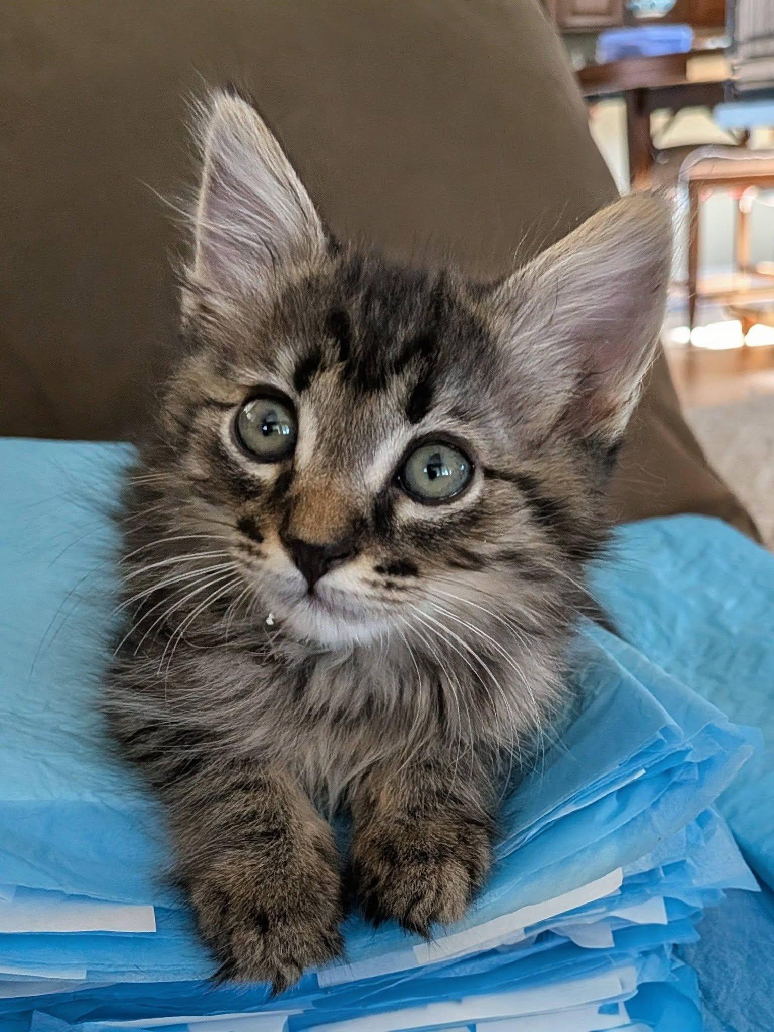 Pistachio, a ADOPTABLE Domestic Medium Hair in Queen Creek, AZ image 3/4