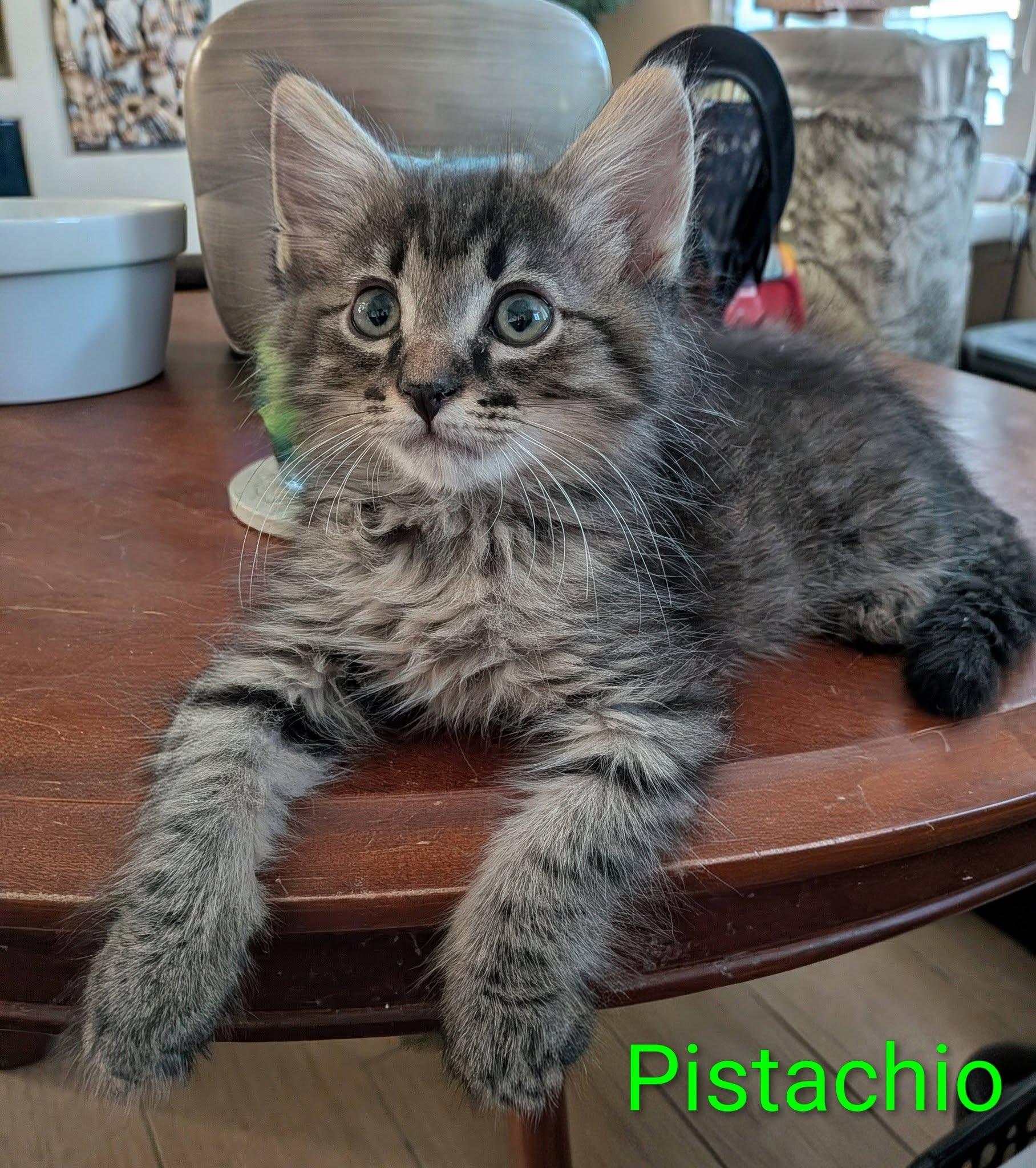 Pistachio, ADOPTABLE, Kitten Male Domestic Medium Hair.