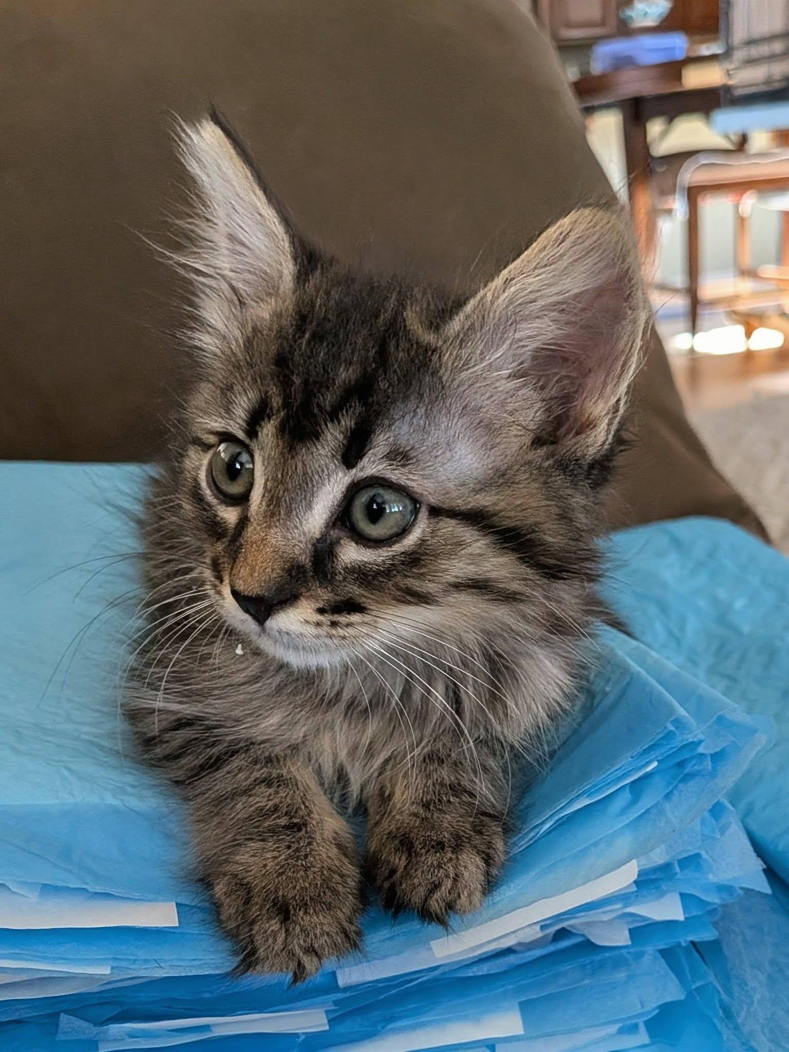 Pistachio, a ADOPTABLE Domestic Medium Hair in Queen Creek, AZ image 4/4