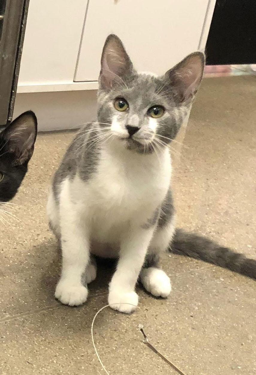 Enlarge Wilson, a Adoptable Domestic Short Hair in Glendale, AZ image 1/3