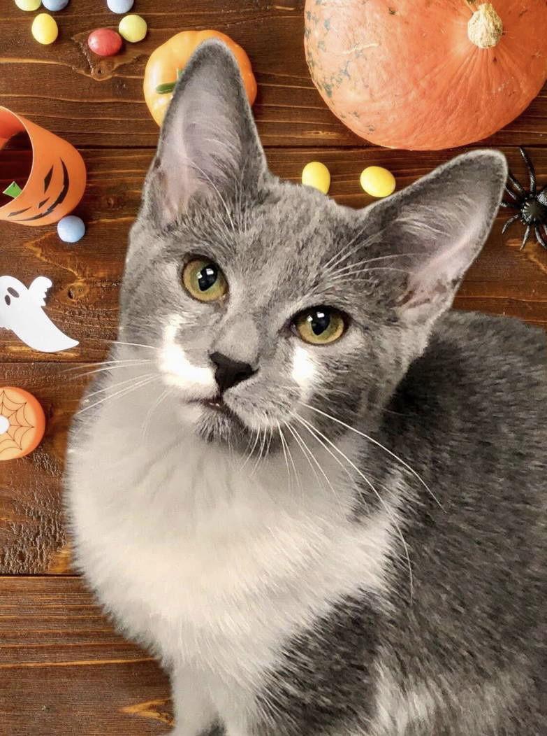 Enlarge Wilson, a Adoptable Domestic Short Hair in Glendale, AZ image 2/3