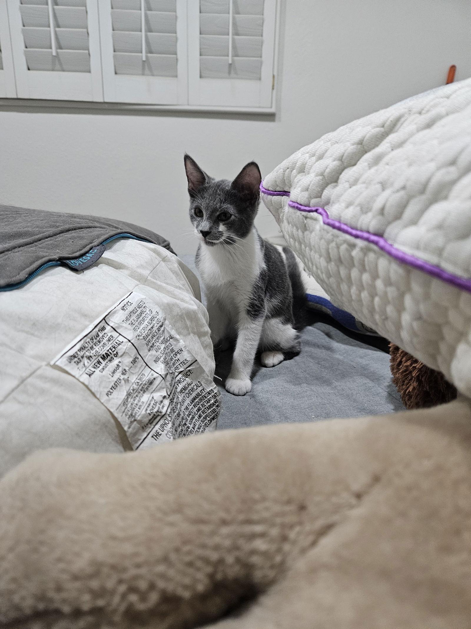 Enlarge Wilson, a Adoptable Domestic Short Hair in Glendale, AZ image 3/3