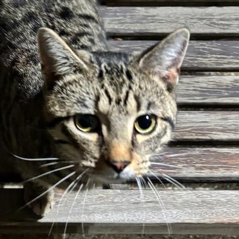 Tony the Tiger, Adoptable, Young Male Domestic Short Hair.