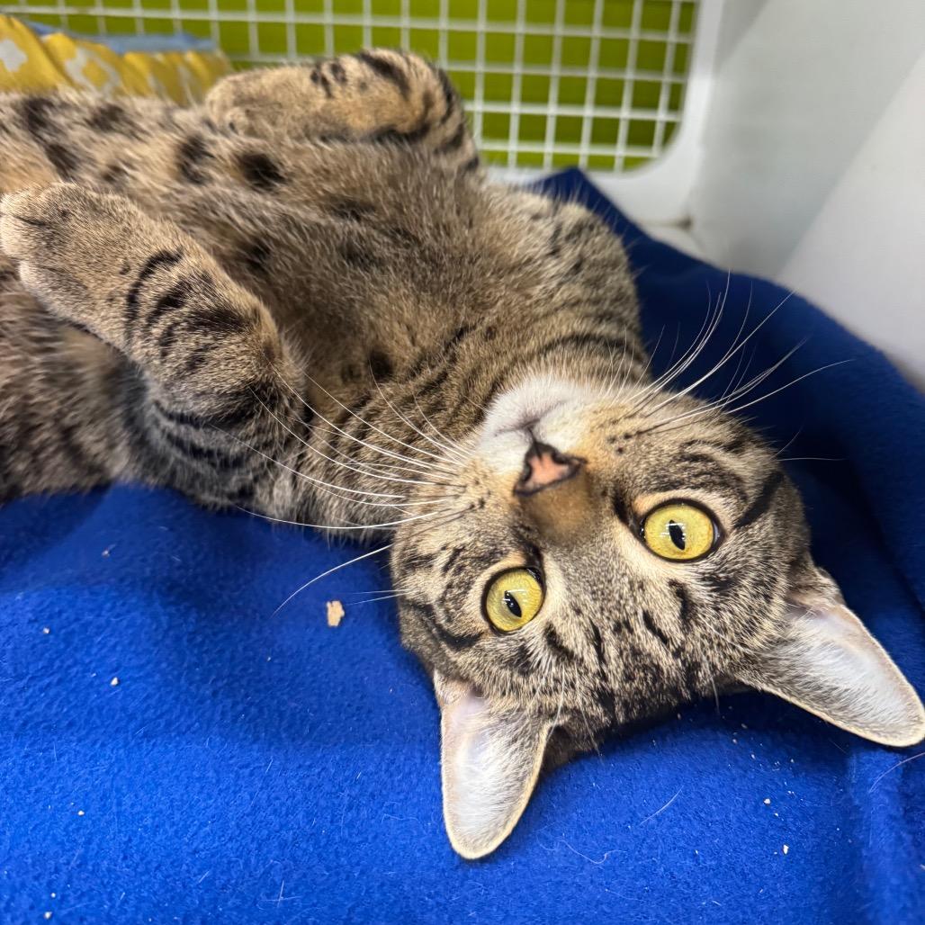 Tony the Tiger, a Adoptable Domestic Short Hair in La Grange, KY image 2/3