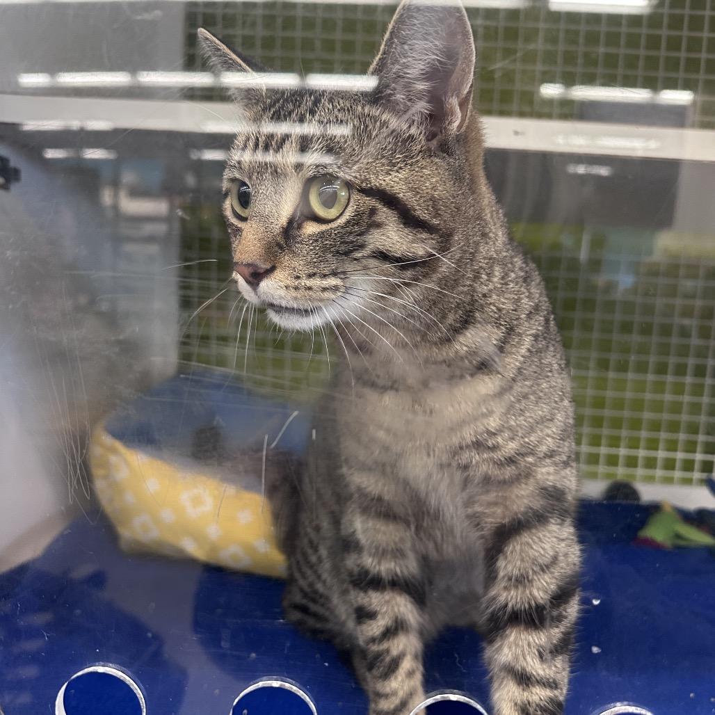 Tony the Tiger, a Adoptable Domestic Short Hair in La Grange, KY image 3/3