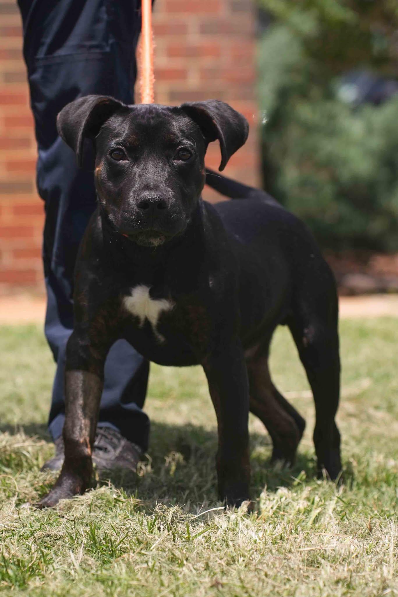 Otis, ADOPTABLE, Young Male Pit Bull Terrier.