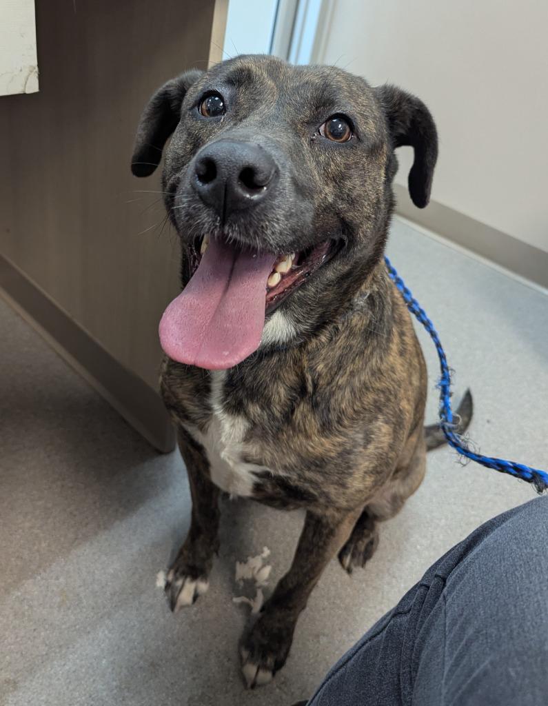 Maple, Adoptable, Adult Female Labrador Retriever & Boxer.