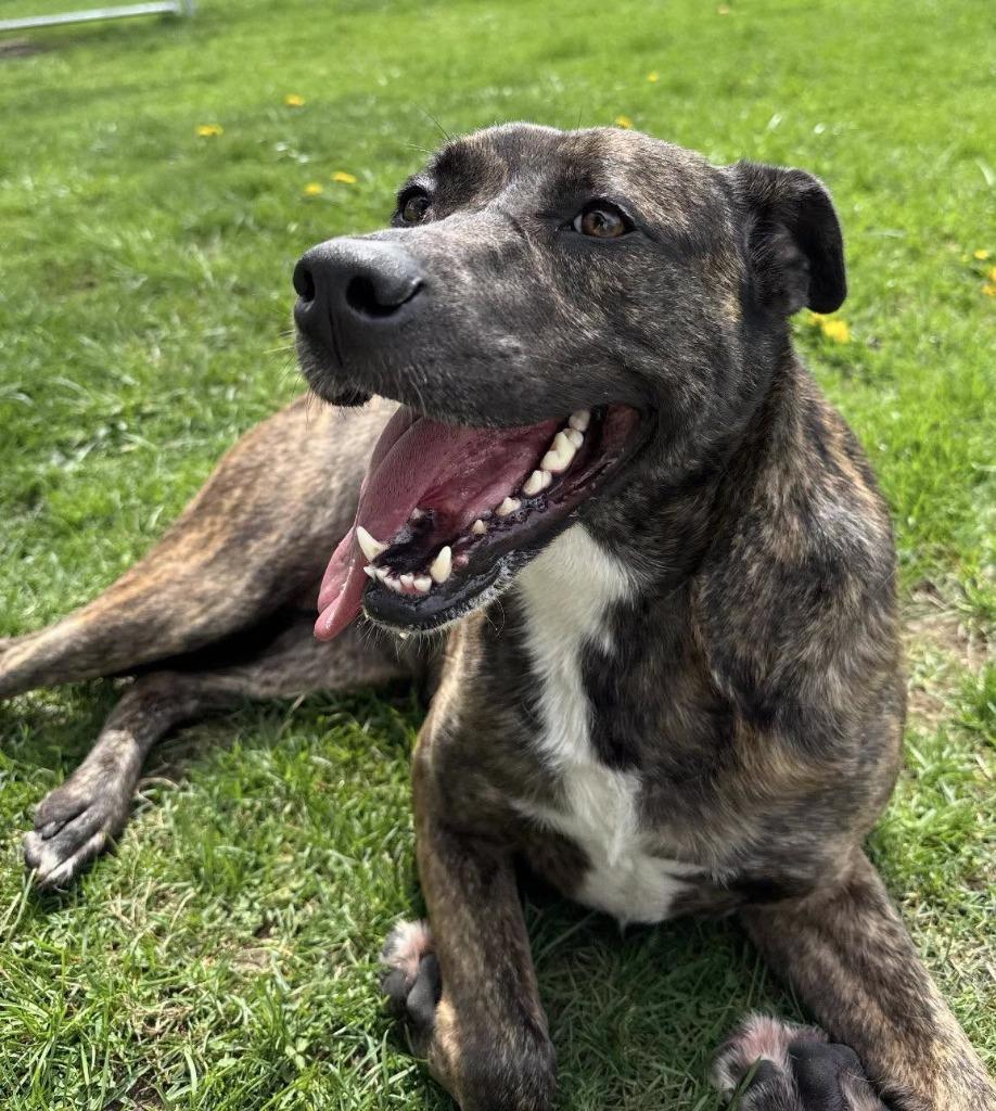 Enlarge Maple, a Adoptable mixed breed in La Porte, IN image 2/2