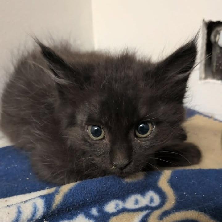 Oriole, Adoptable, Kitten Female Domestic Short Hair.
